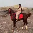 حصان شعبي حاار