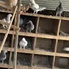 حمام متعدد الأنواع للبيع