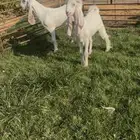 جفره وتيس جم توم