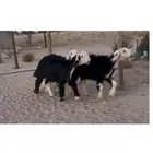 رخال نجد صنف خصم الخصم