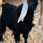 فحل عرضي كفو مشروط