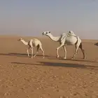 للبيع عشراء وضحاء