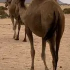 مداني سواحل
