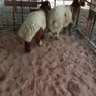 للبيع طليان نعيم فاخره