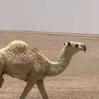 قعود رماني كفو