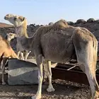 ناقه للبيع حدرها قعود