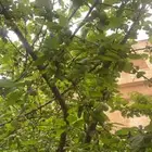توصيل مشاوير الاردن السعوديه ماطارات