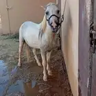 سيسي