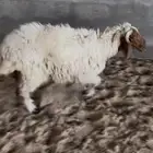 خروف نعيمي ثلاجه