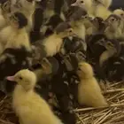بط بح مصري اسود