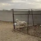 خروف للبيع