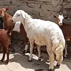 خروف للبيع فل ناهي شحم
