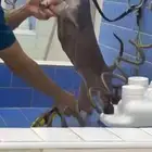 إعلان عن كلب مفقود
