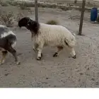 مشروع فحل نعيم صنف