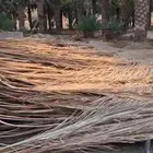 جريد