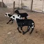 رخال سواكن. اول ولده خلفات