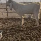 البيع تيس طيب