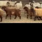 جذعات نعيم دفيع