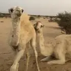 للبيع قعود هيافي امه عليها وسم الباتل