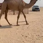 حق عمته الفرديه سمو