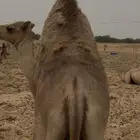 اثنين قعدان الصحه شرط