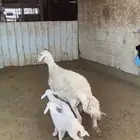 حريه معها رخال