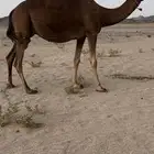 ناقه حمرا ملاقي طيبه بالحيل