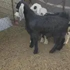 عروض اليوم الوطني على التيوس والطليان
