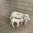 حريه متوم