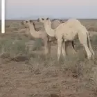 قعدان أعمارهن 4 شهور واحد 6 شهور طيبات علئ حليب امهاتهن