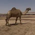 للبيع بعير كفو ساسه باتلي بعير وانتاجه طيب