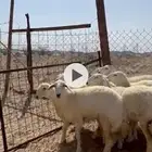 رخال صنف