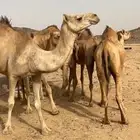 نياق للبيع
