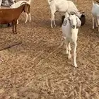 معزا مضاريع