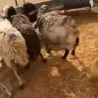 للبيع غنم مهاجين