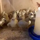 للبيع صوص فيومي الألمنيوم