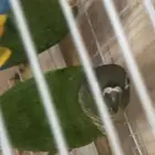 كنيور اناناس زوجين