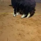 عرض بيع شياه نجد