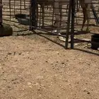 للبيع قعود اوضح كفو
