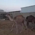 قعدان للبيع عدد 3 الموقع شقراء