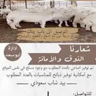 طليان من مهد الذهب