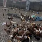 دجاج بلدي بشاير توه بادي يبيض اول بيضه نزلها امس