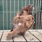 مجموعة حمام كشكش كشكي