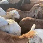 سواكني جديدة حول اسبوع العدد 59 راس السعر 680 ريال