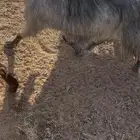 معزا العدد 3 حيل