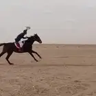 حصان