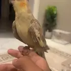 كروان للبيع اليف جدا