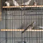 يمام ماسي