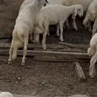 الغول