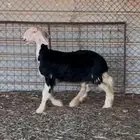 رخل نجديه صنف